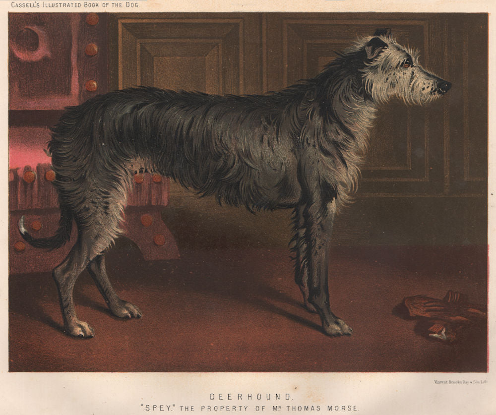 DOGS. Deerhound;